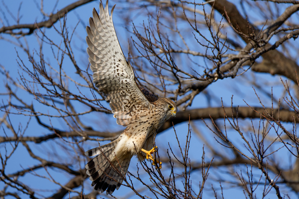 チョウゲンボウ
