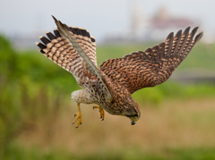 チョウゲンボウ