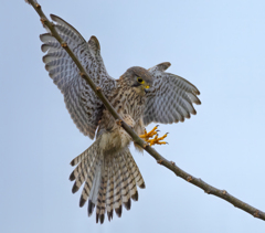 チョウゲンボウ