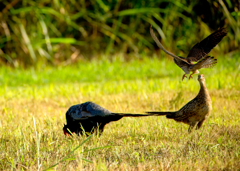 キジとチョウゲンボウ