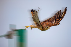 チョウゲンボウ