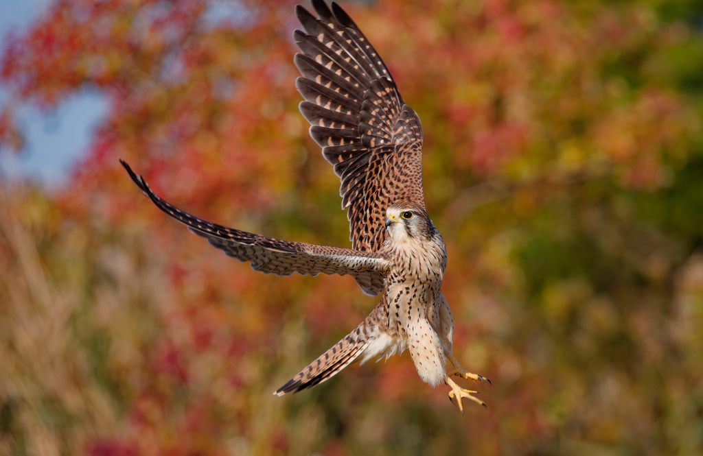 チョウゲンボウ