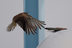 チョウゲンボウ