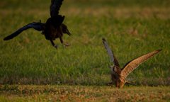チョウゲンボウ