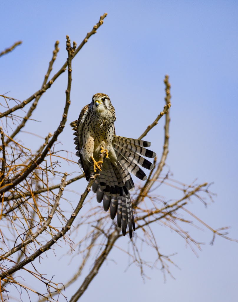 チョウゲンボウ