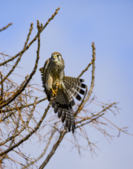 チョウゲンボウ