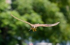 チョウゲンボウ