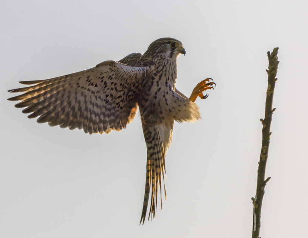 チョウゲンボウ