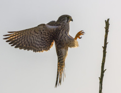 チョウゲンボウ