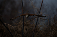 チョウゲンボウ