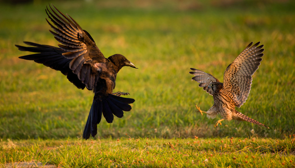 チョウゲンボウ