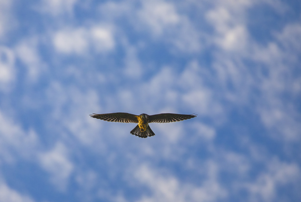 チョウゲンボウ（若）