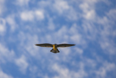 チョウゲンボウ（若）