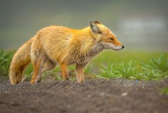 キタキツネ