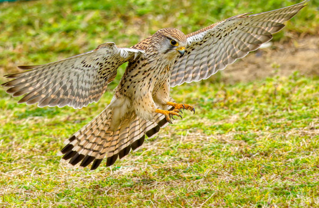 チョウゲンボウ