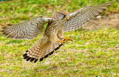 チョウゲンボウ