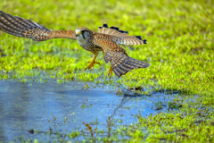 チョウゲンボウ