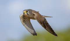 チョウゲンボウ