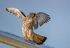 チョウゲンボウ