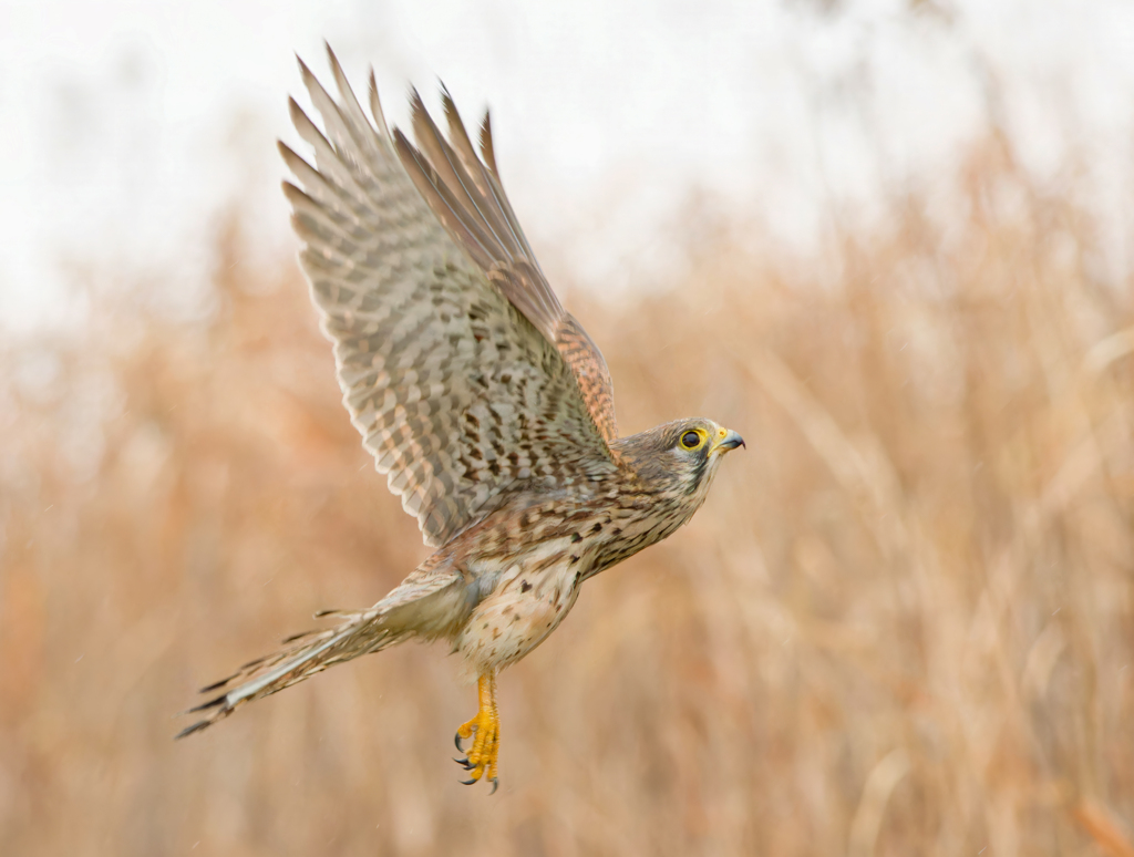 チョウゲンボウ