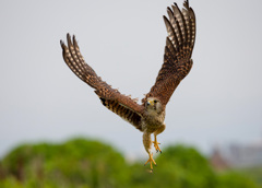 チョウゲンボウ