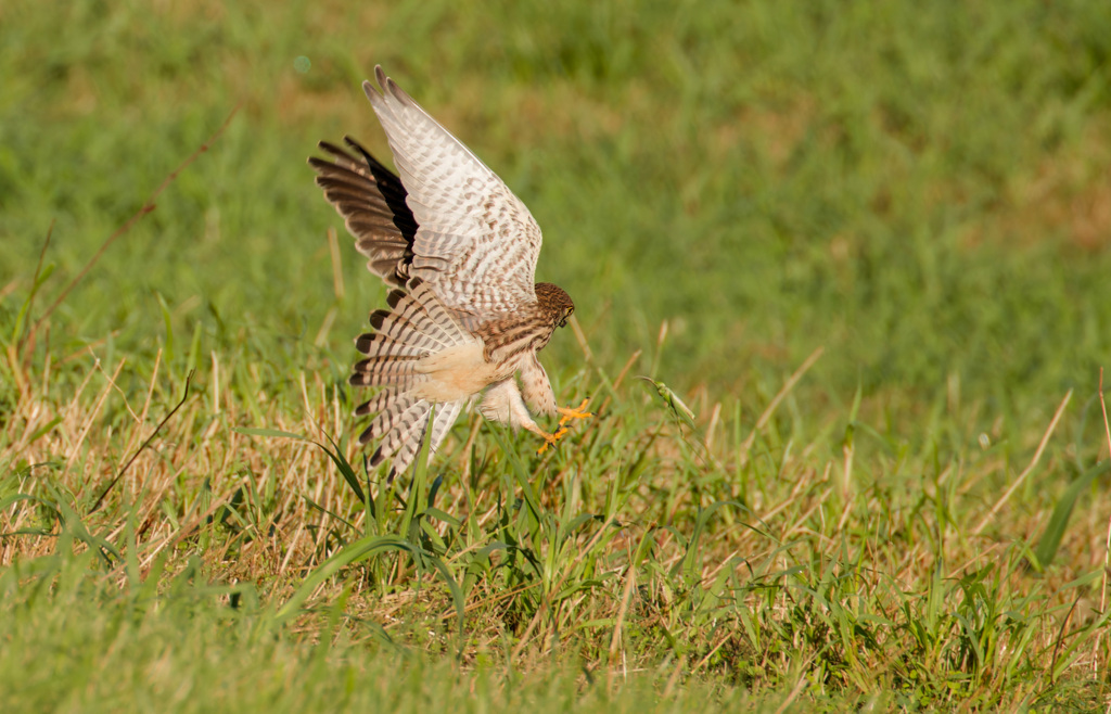 チョウゲンボウバッタを狩る③