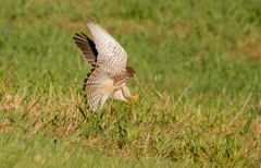 チョウゲンボウバッタを狩る③