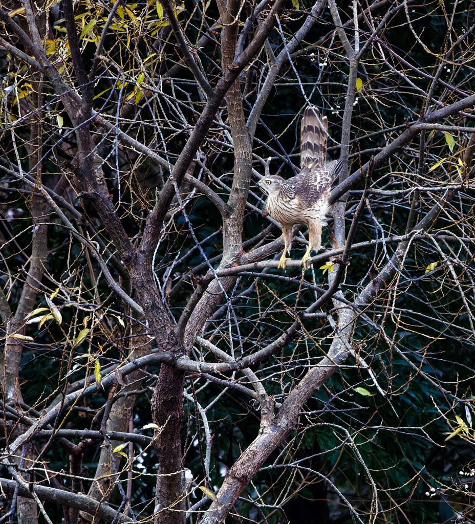 オオタカ（若）