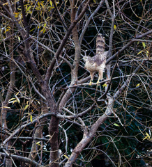オオタカ（若）