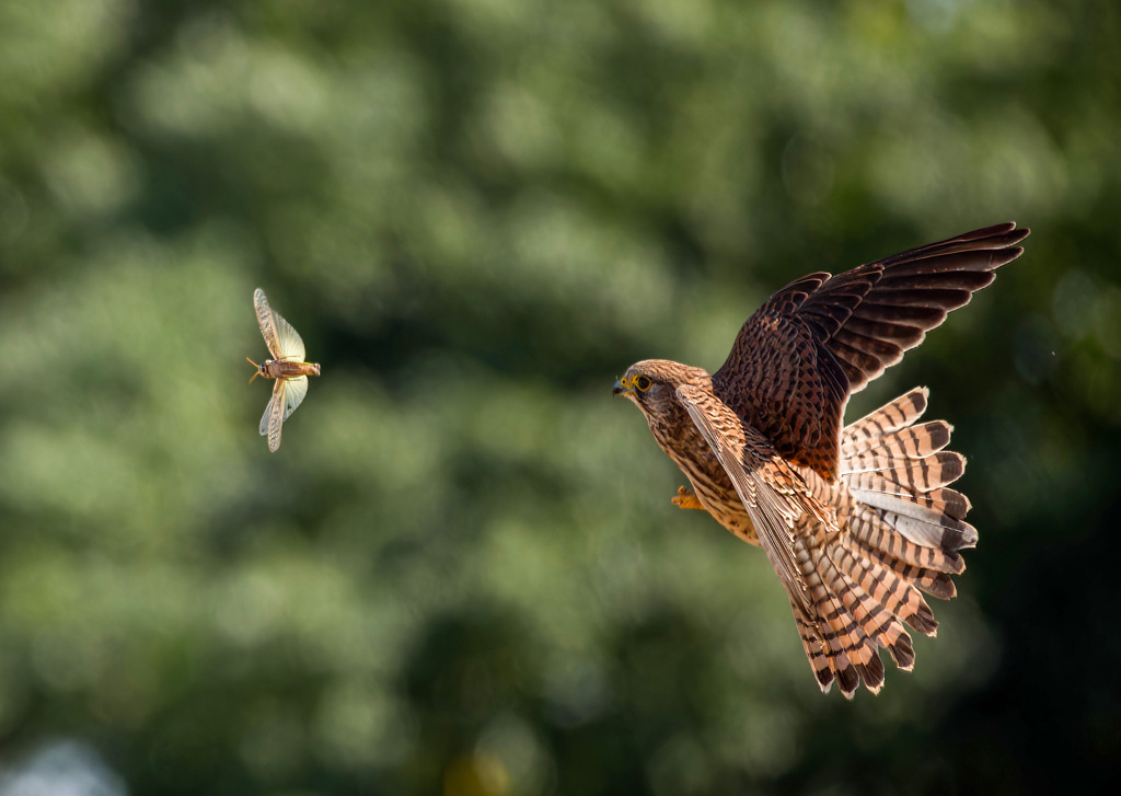 チョウゲンボウ