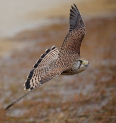 チョウゲンボウ