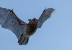 蝙蝠