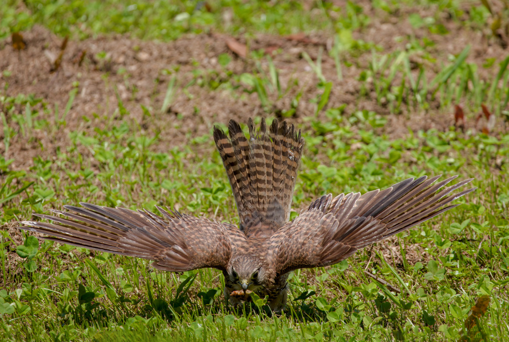 チョウゲンボウ