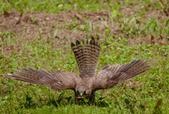 チョウゲンボウ