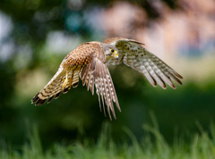 チョウゲンボウ