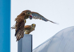 チョウゲンボウ