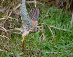 チョウゲンボウ