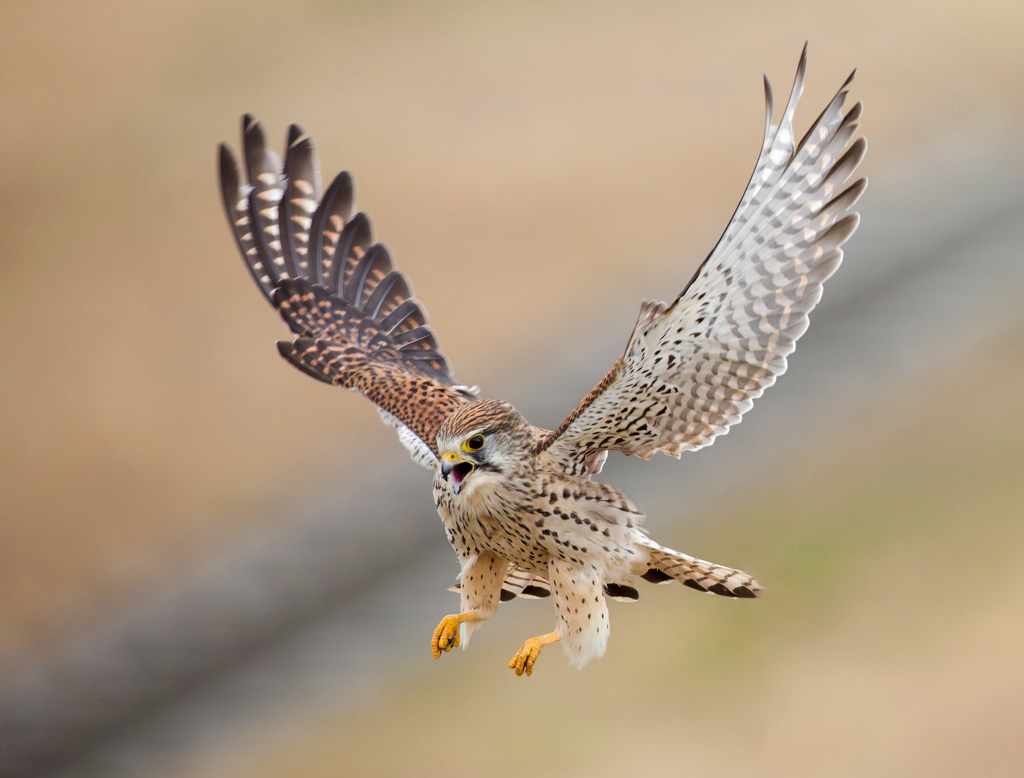 チョウゲンボウ