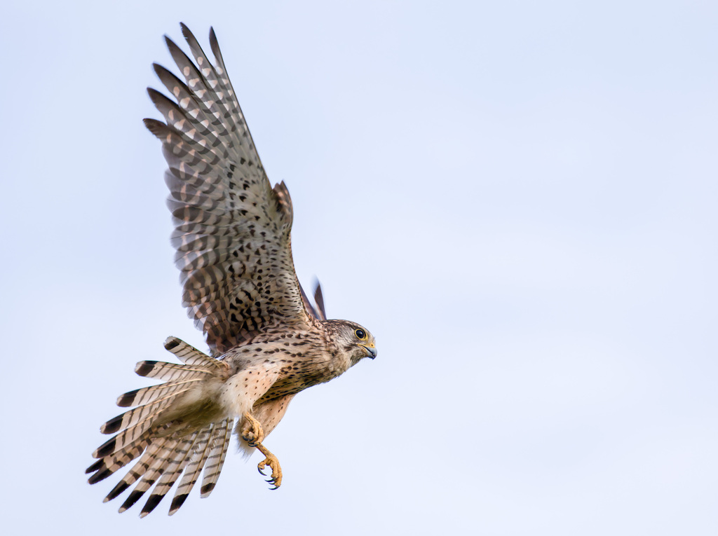 チョウゲンボウ