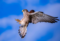 チョウゲンボウ