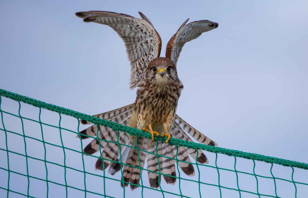チョウゲンボウ