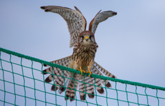 チョウゲンボウ