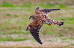 チョウゲンボウ