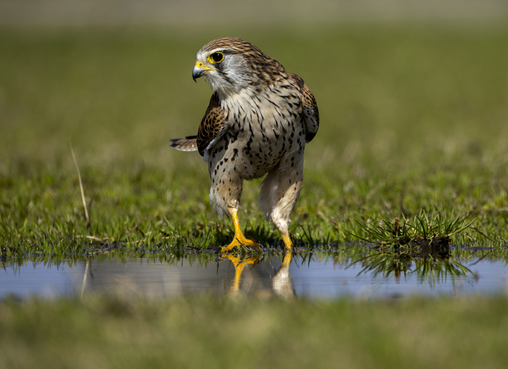 チョウゲンボウ