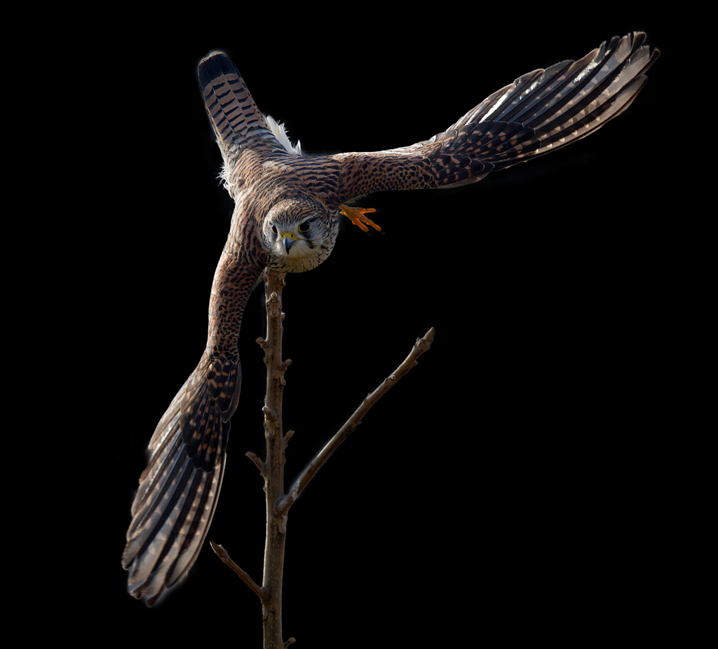 チョウゲンボウ