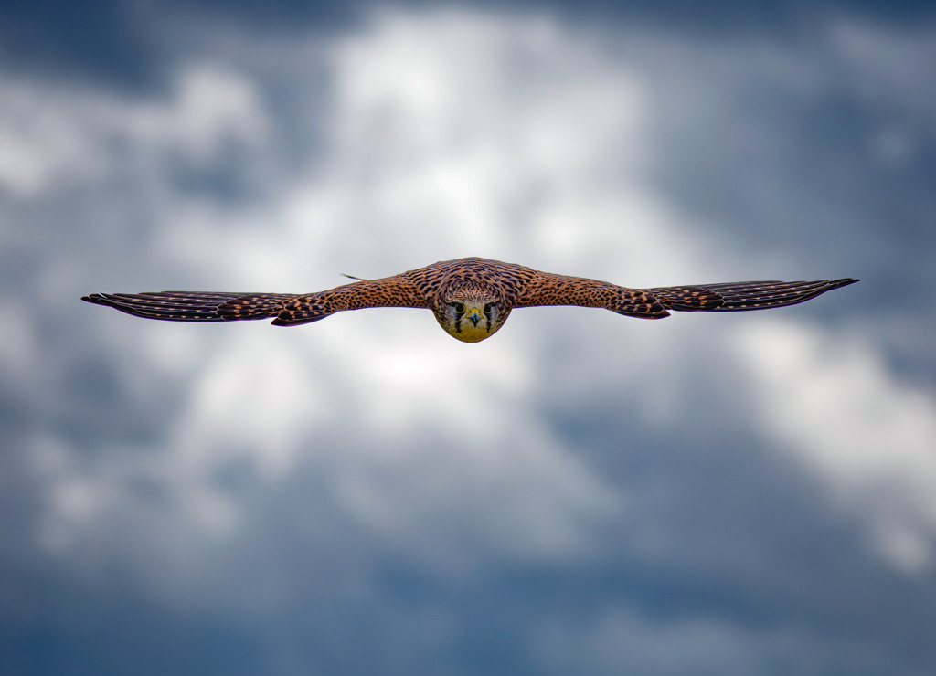 チョウゲンボウ