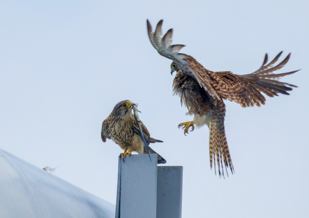 チョウゲンボウ