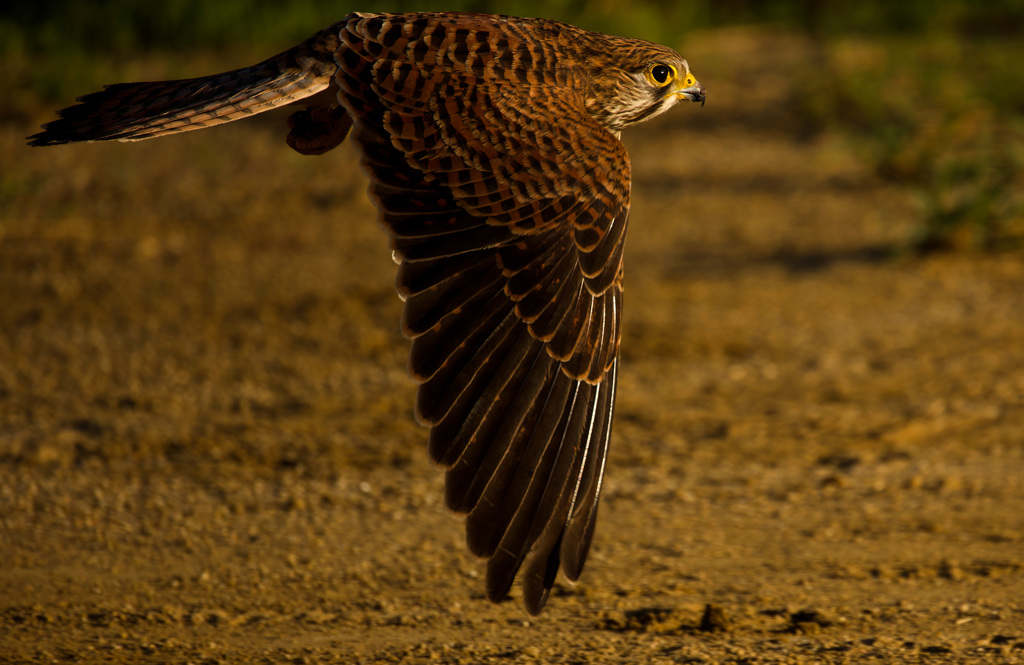 チョウゲンボウ
