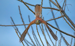 チョウゲンボウ