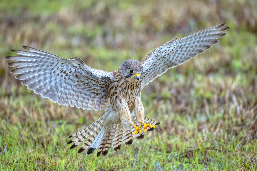 チョウゲンボウ
